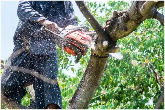 tree services Benns Church